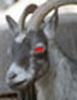 Billy Goat